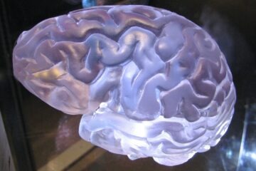 a close up of a plastic brain model