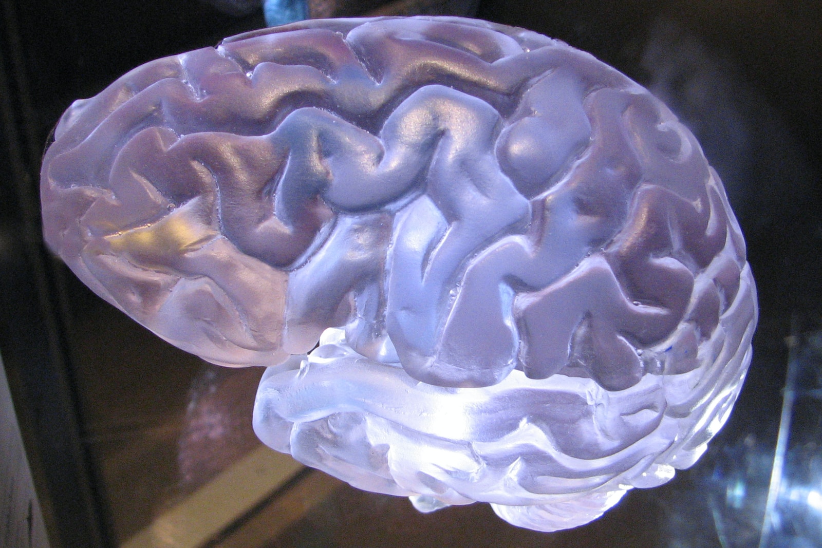 a close up of a plastic brain model